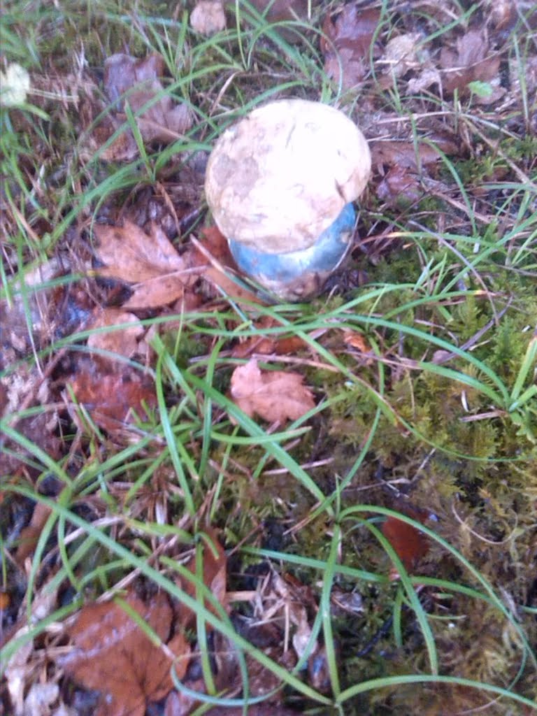 Mushroom with blue stem01a