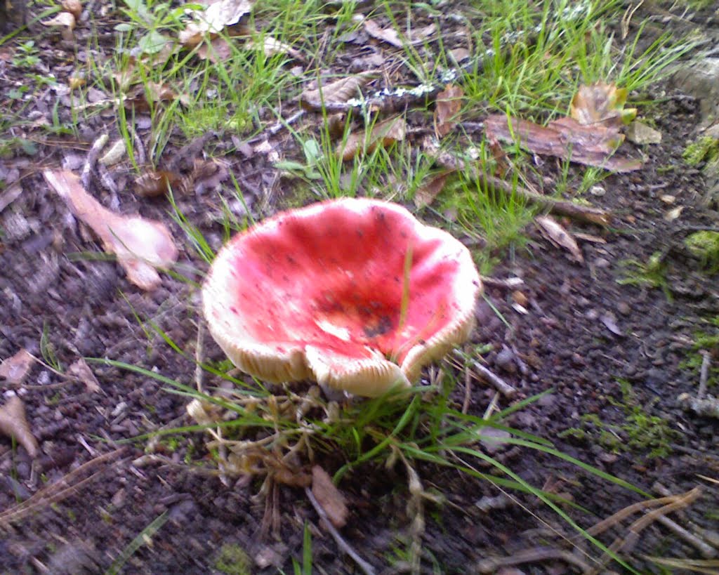 Mushroom with red top01a