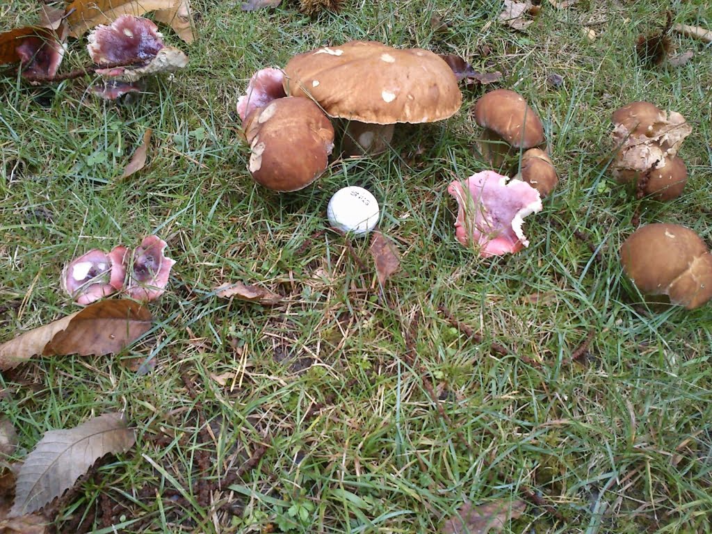 Mushrooms - eaten by slugs01a