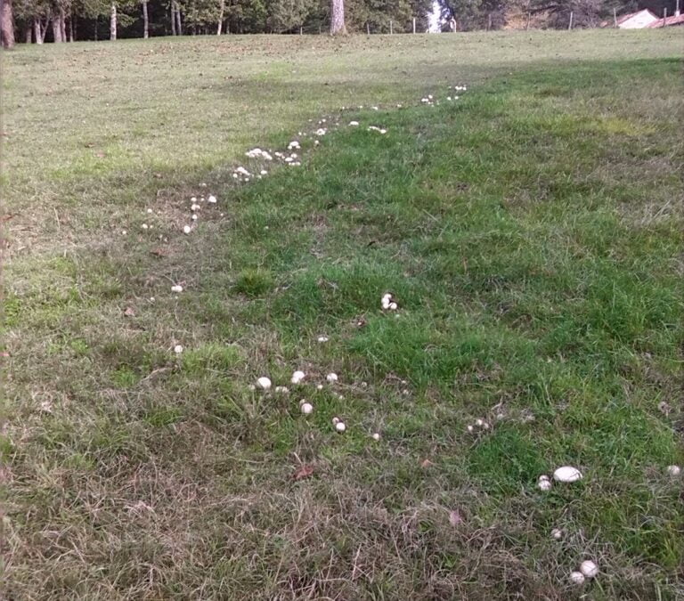 Mushrooms, mushrooms everywhere