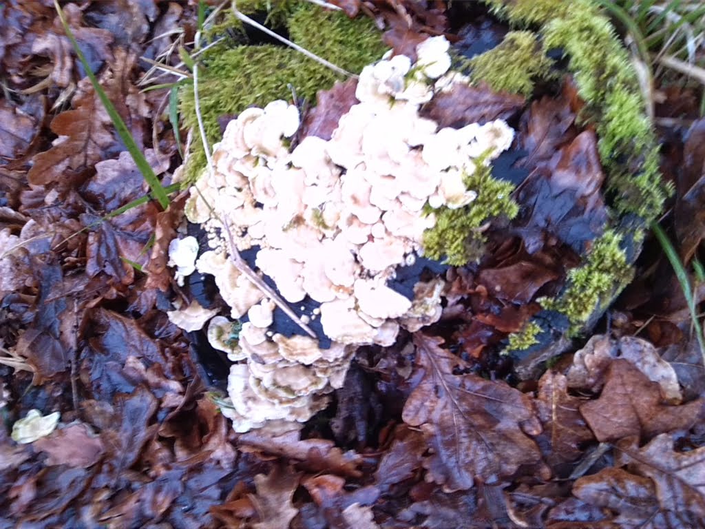 Mushrooms01a