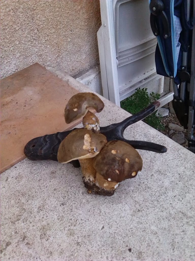 Mushrooms02a