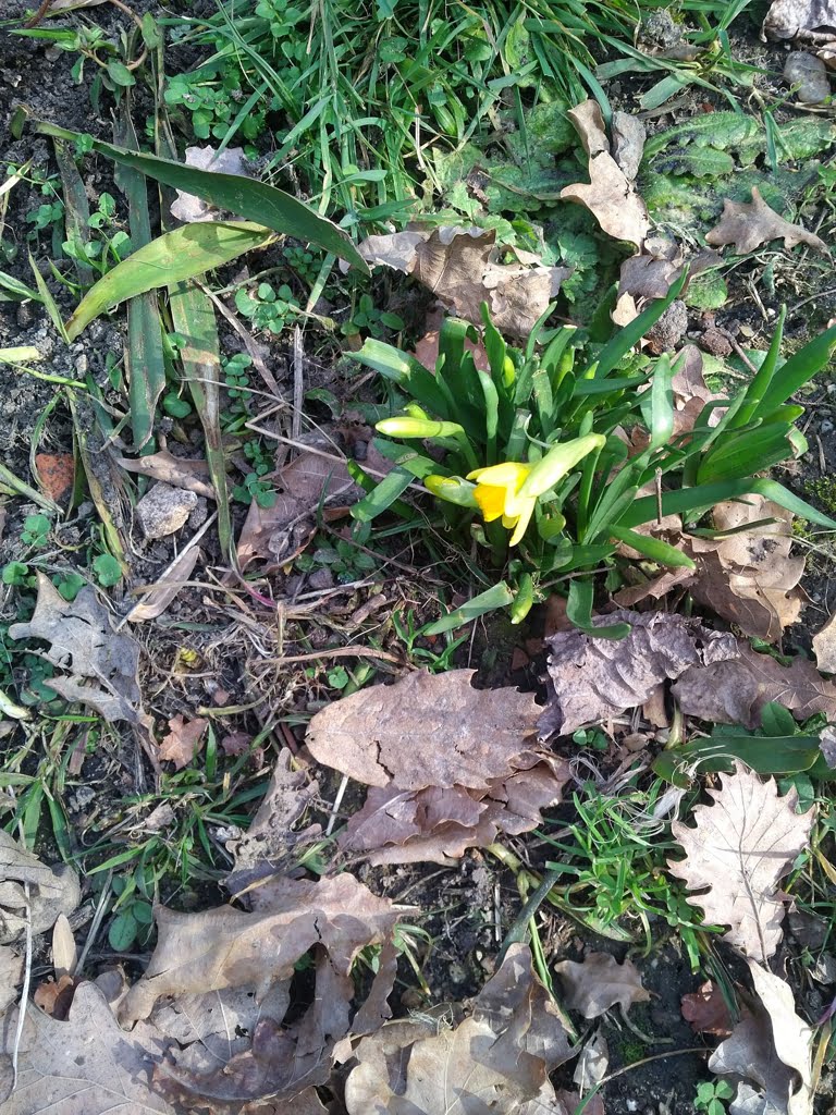 Narcissi01a