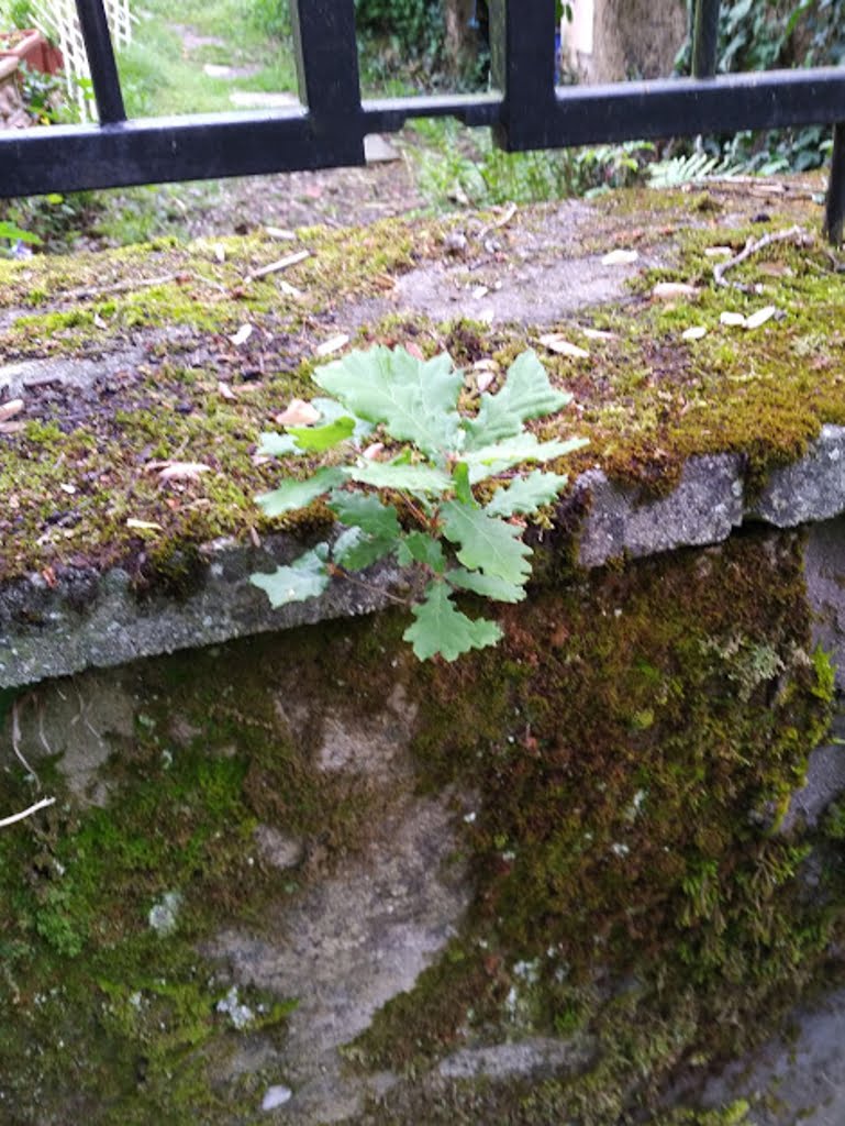 Oak in wall01a