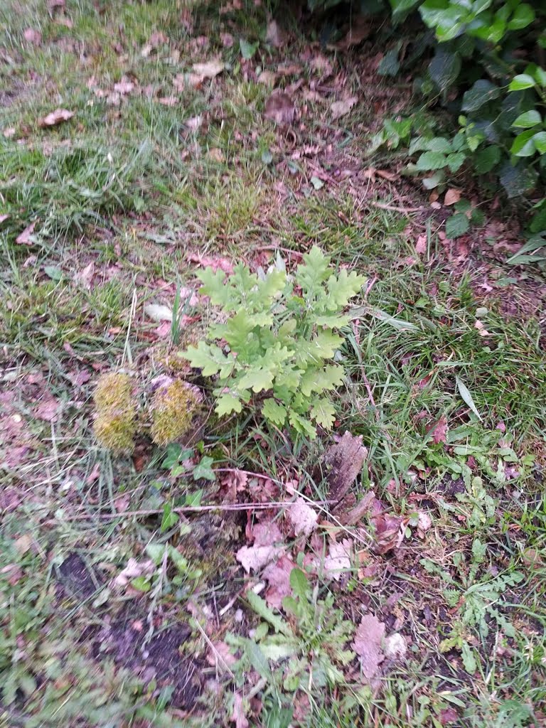 Oak sapling01a