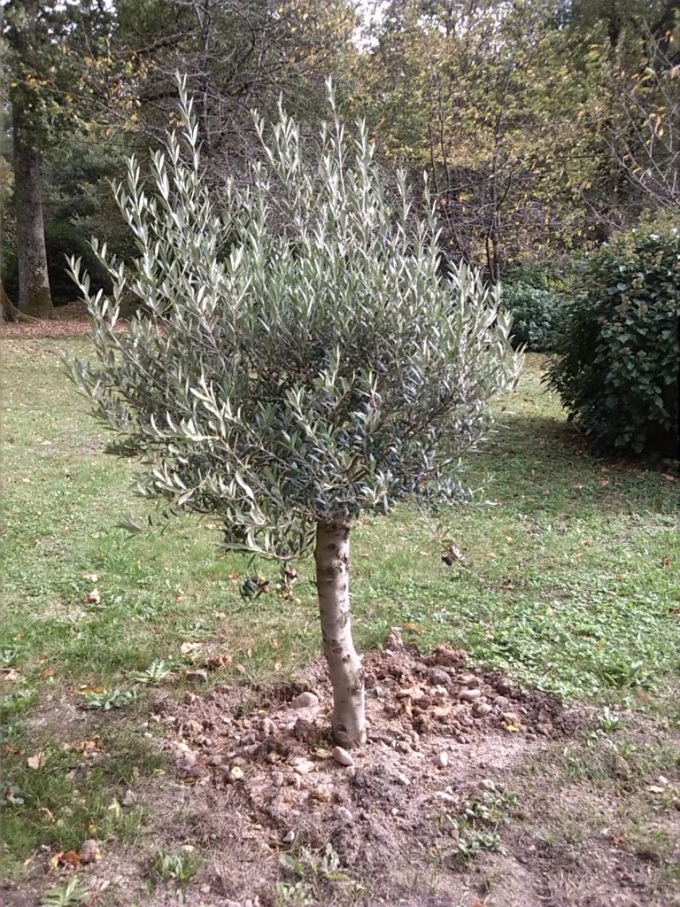 Olive tree01a