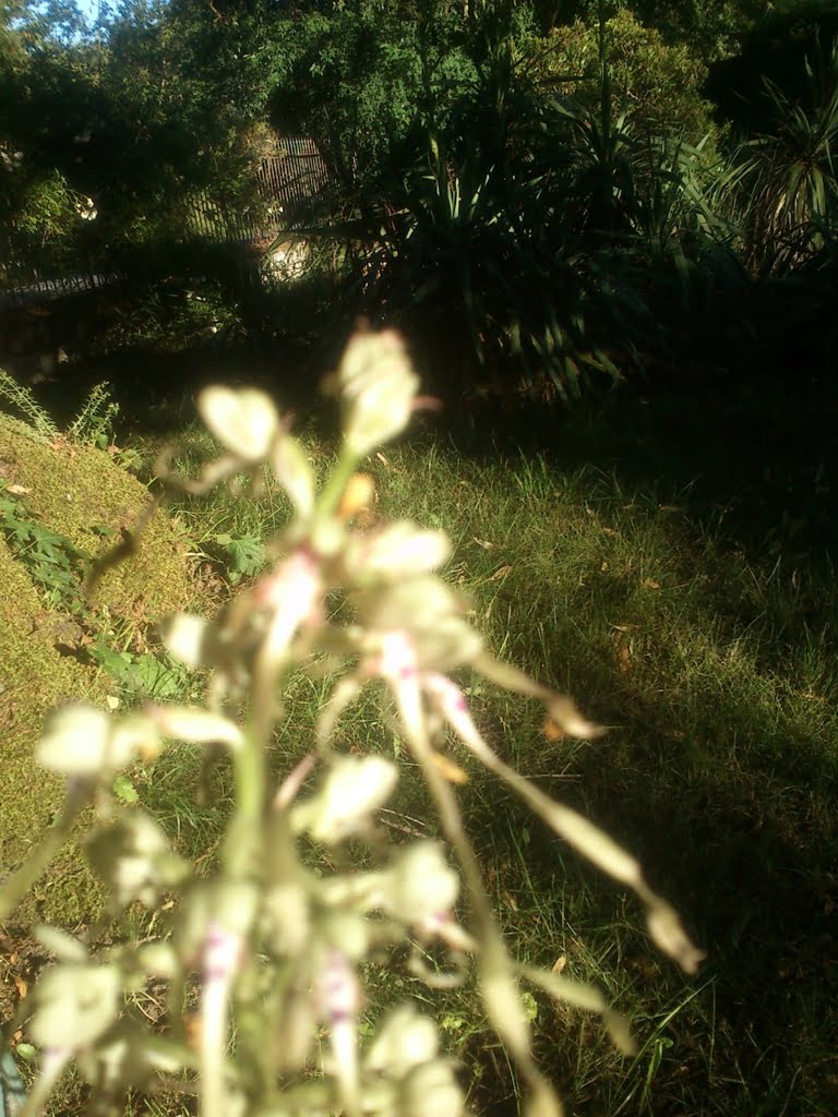 Orchid - Billy Goat02a