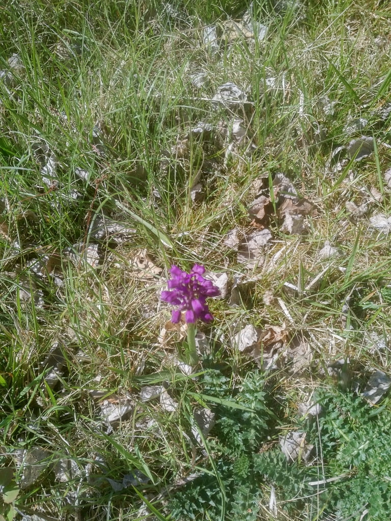 Orchid01a