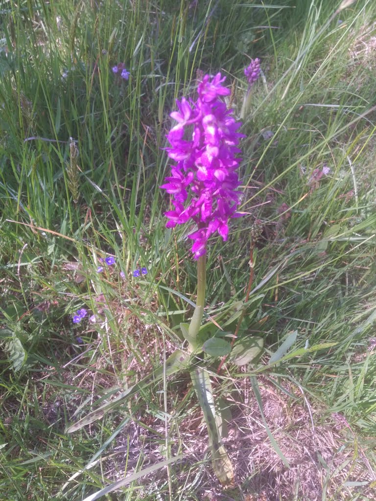 Orchid02a