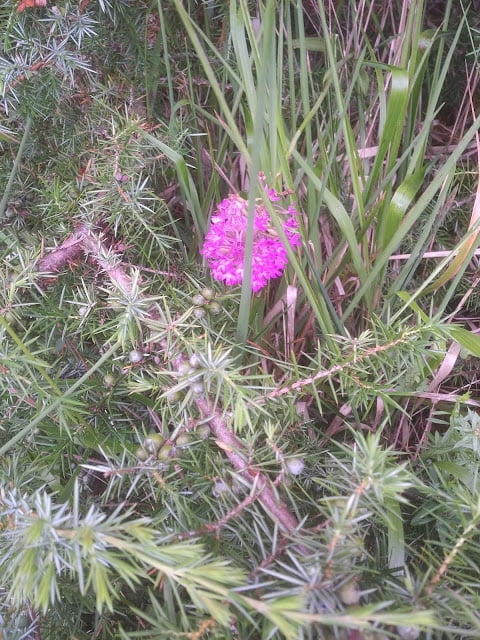 Orchid05a