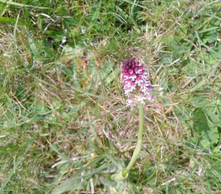 The odd behaviour of orchids