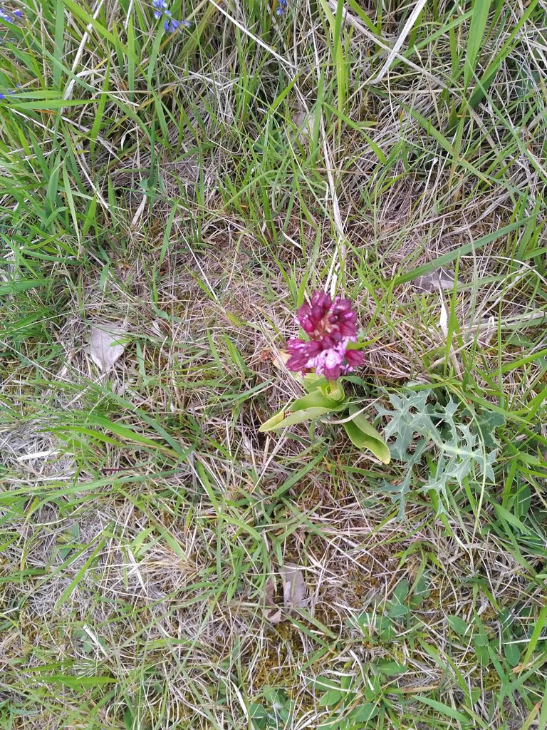Orchid07a
