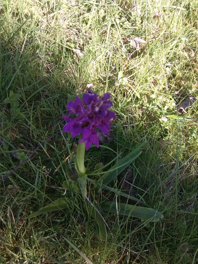 Orchid10a