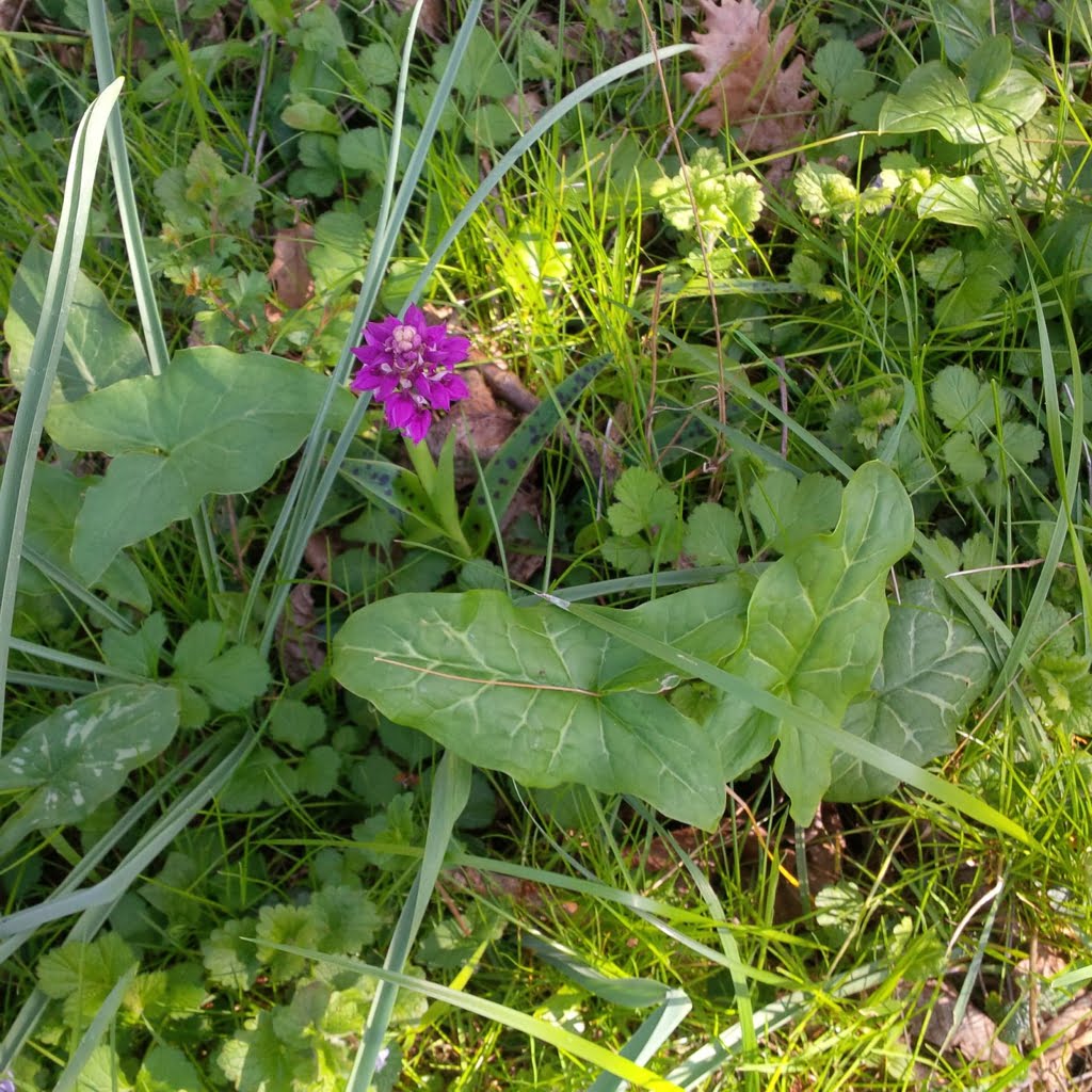 Orchid11a