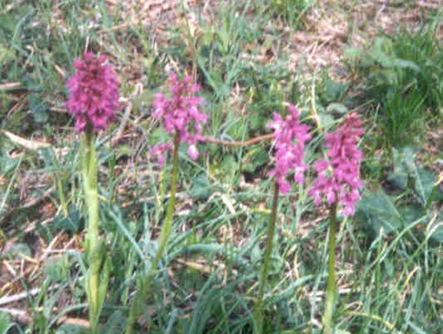 Why I kiss the Mayor