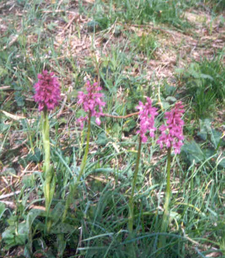Orchids13a