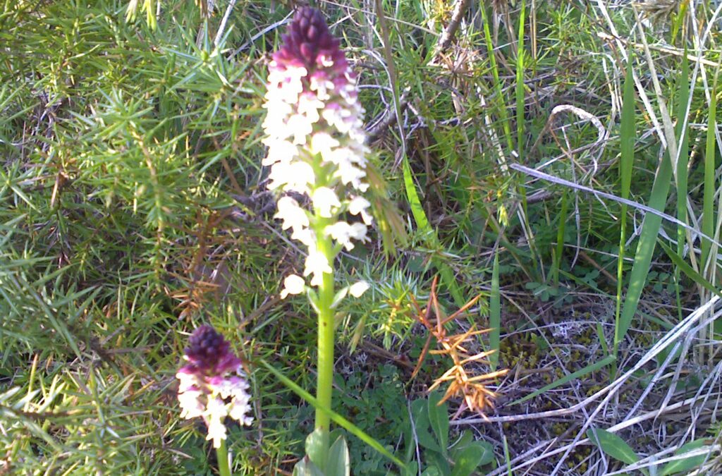 Send for the botanist!  Soon!