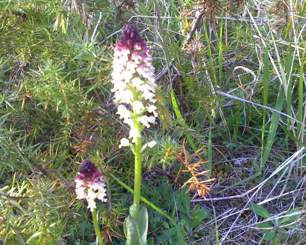 Orchids14a