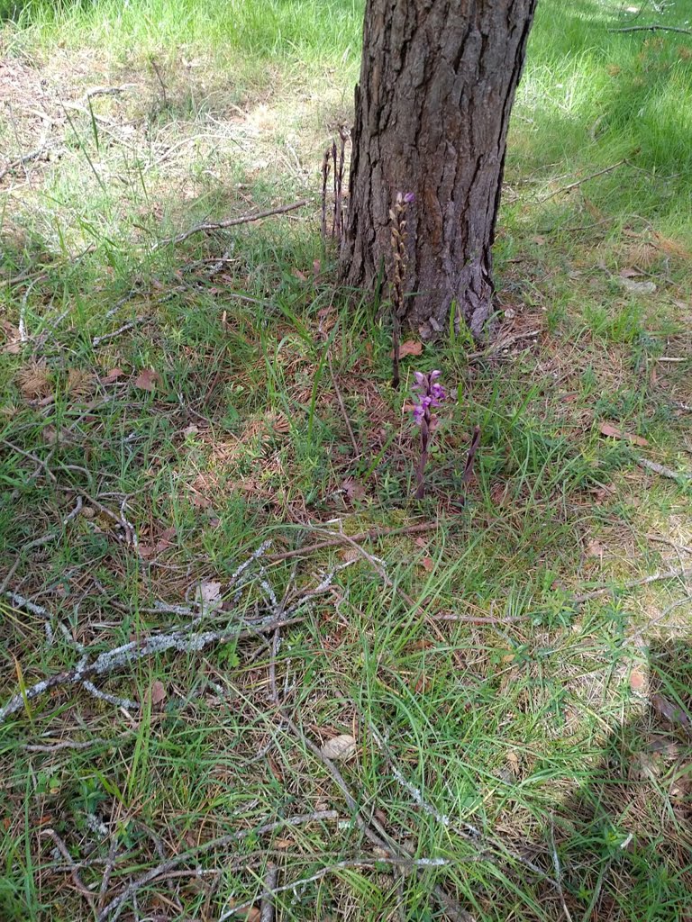 Orchids15a