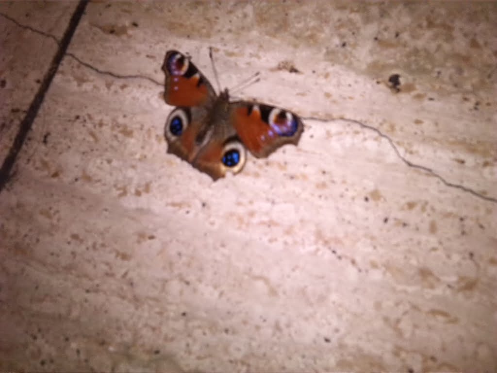 Peacock Butterfly01a