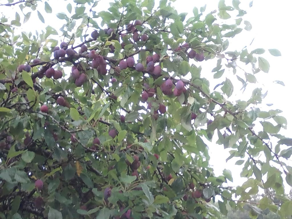 Plums on Tree01a