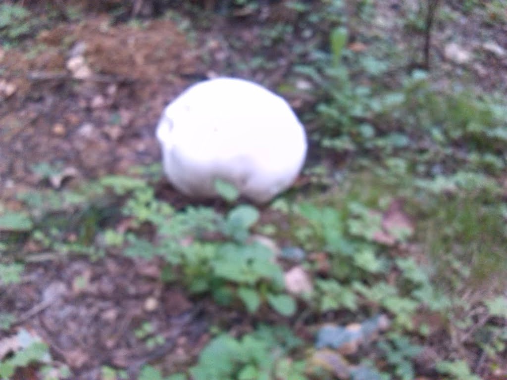 Puff-ball01a