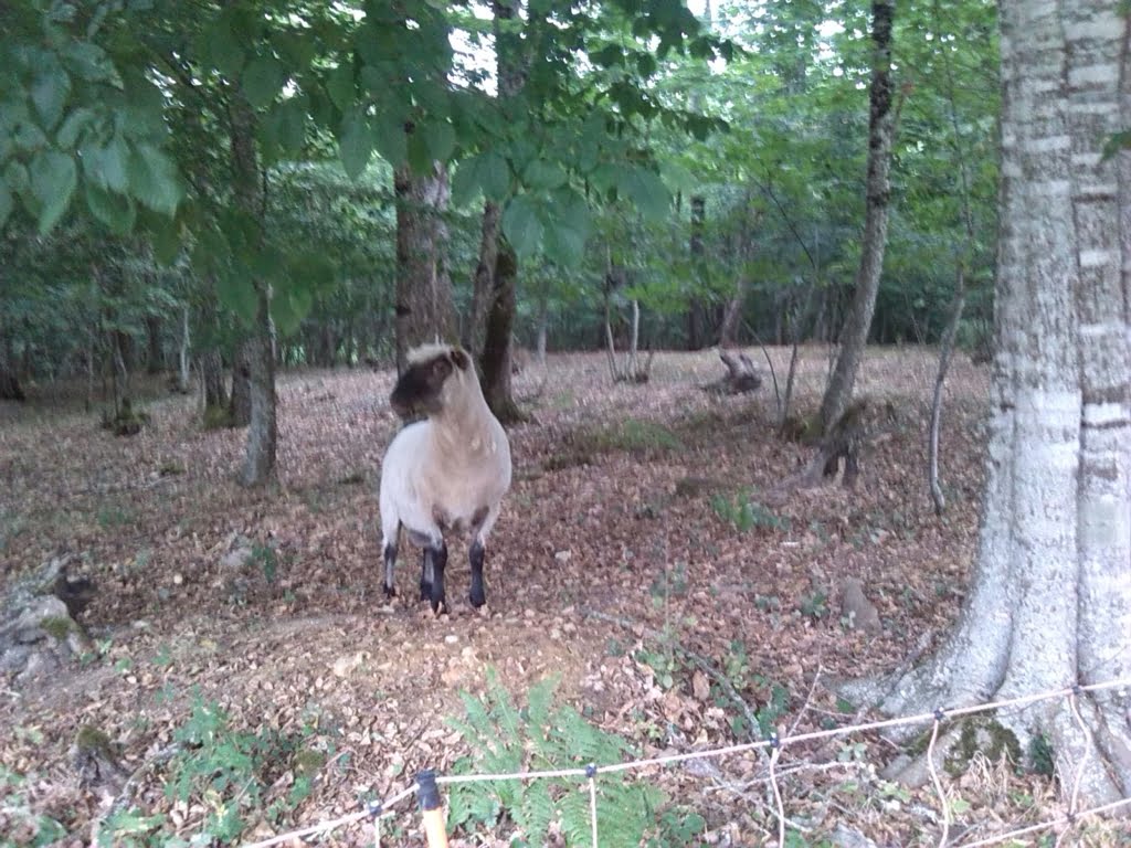 Roger the Ram01a