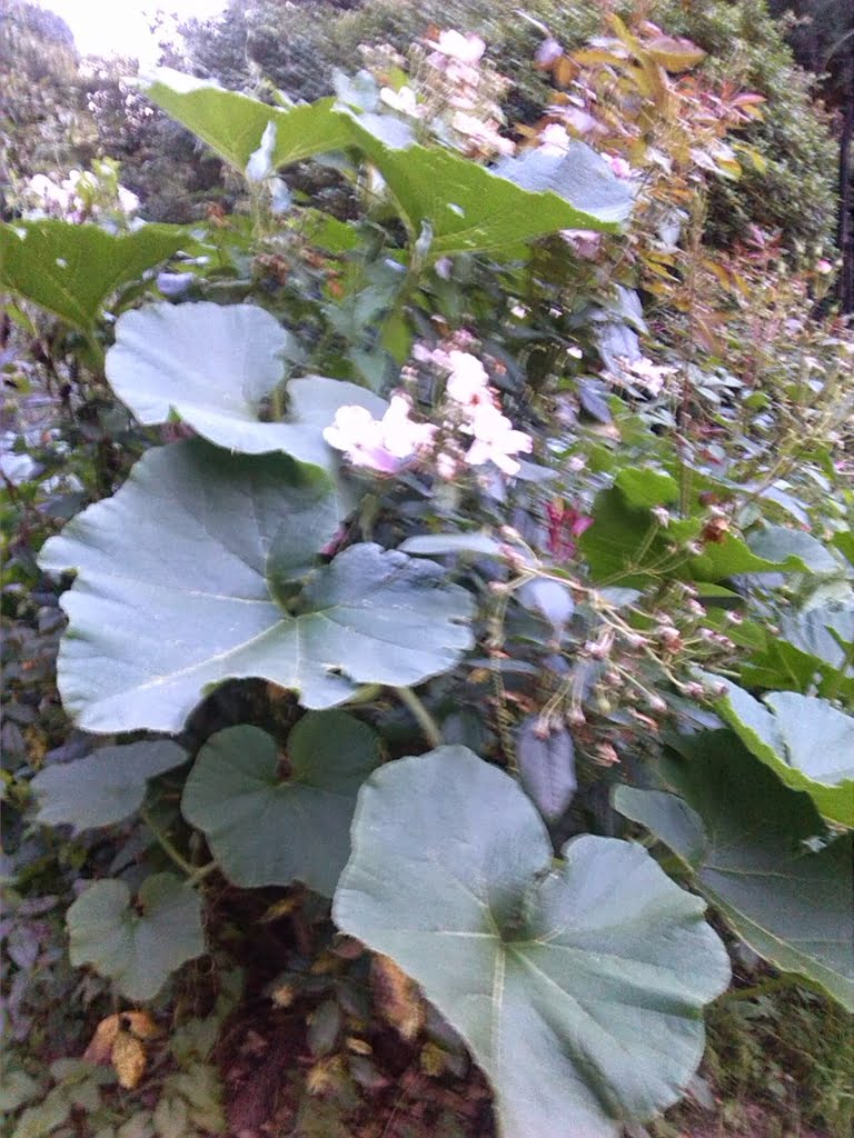 Rose Bush01a