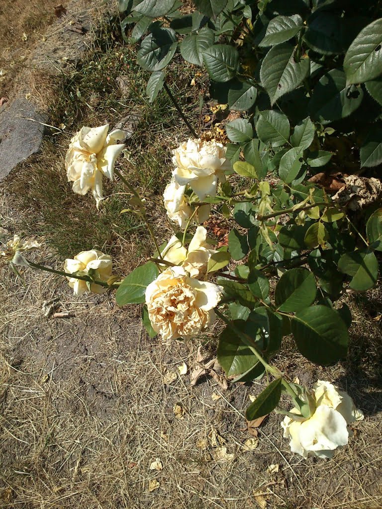Roses - yellow - in drought01a