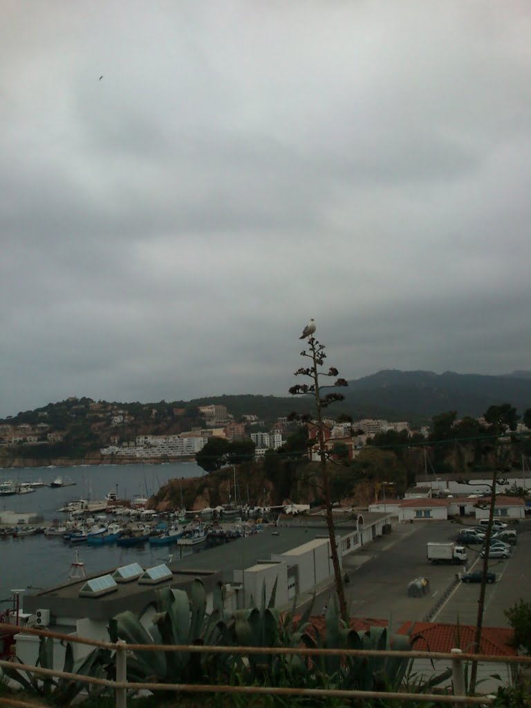 Seagull - Sant Feliu02a