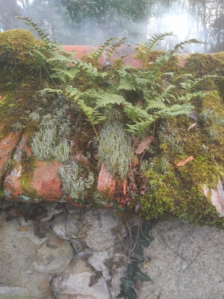 See how many friends the moss has01a