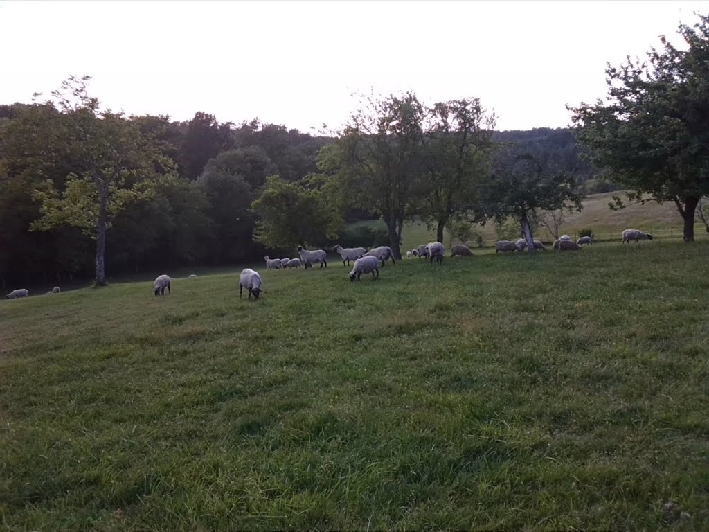 Sheep - shorn01a