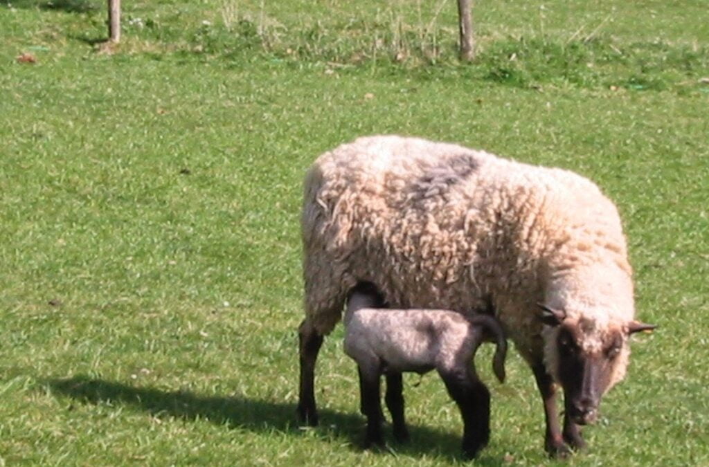 A short life, not always merry