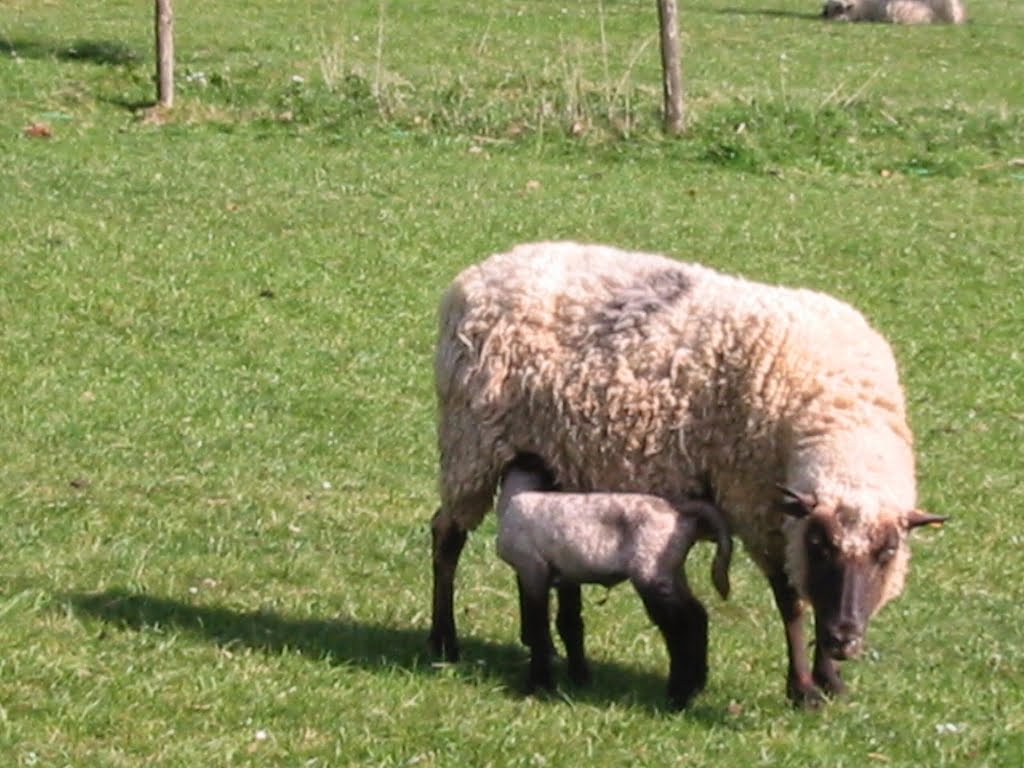 Sheep with Lamb01a