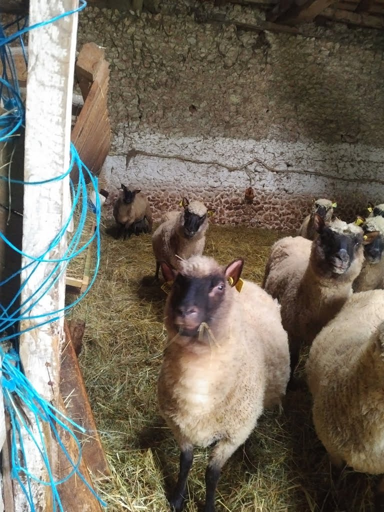 Sheep01a