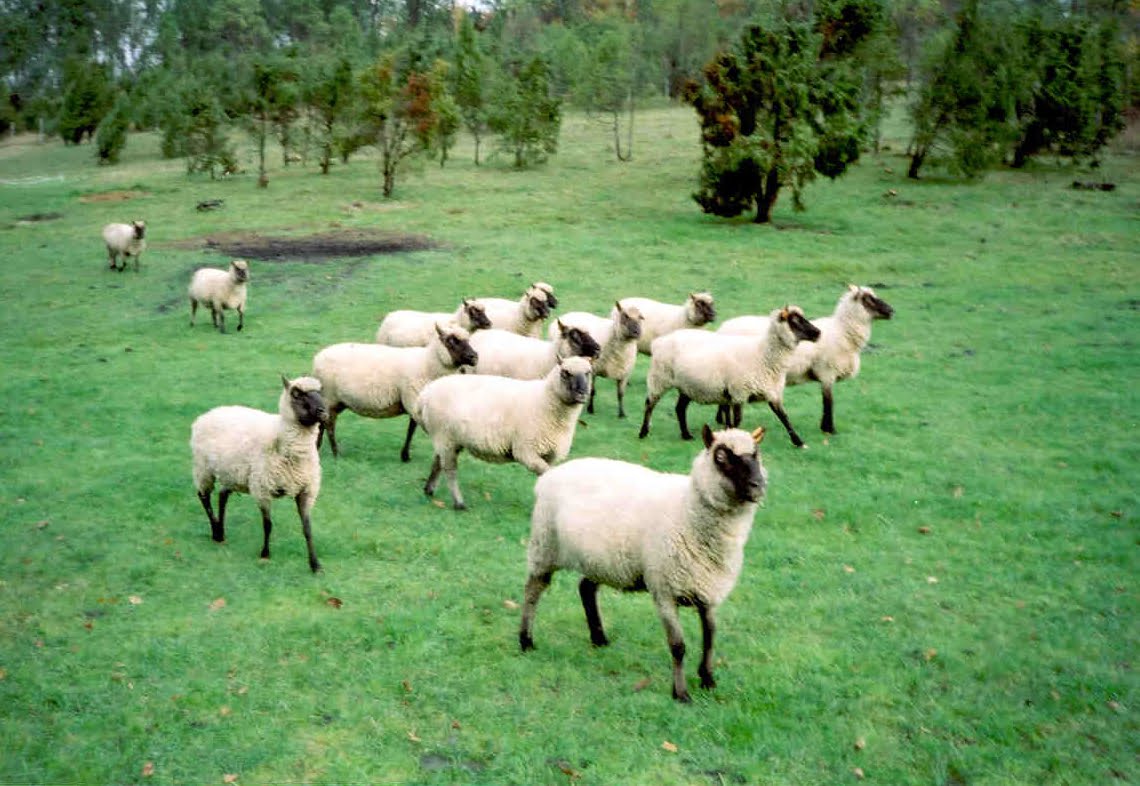Sheep02