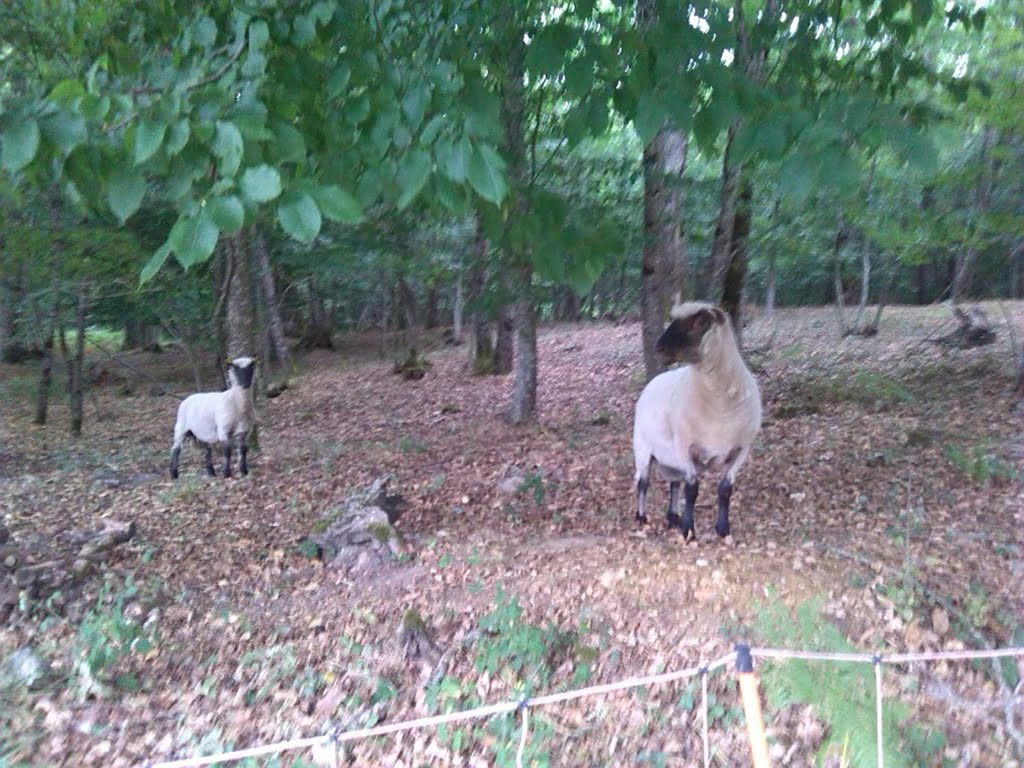 Sheep03a