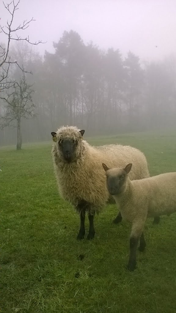 Sheep04a