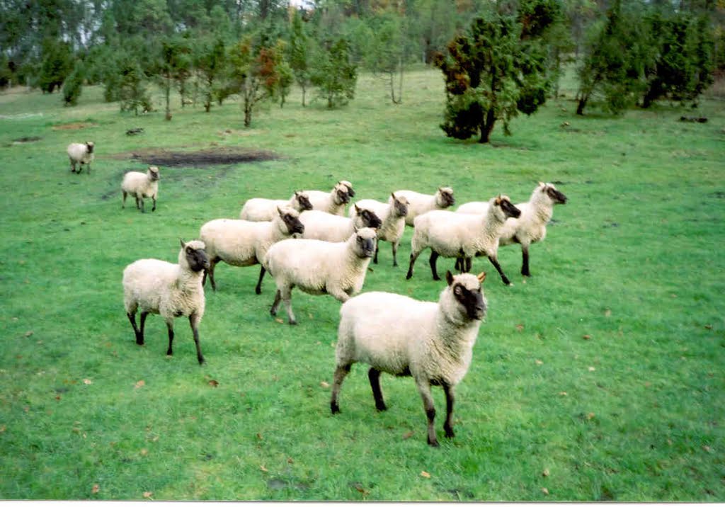 Sheep05a