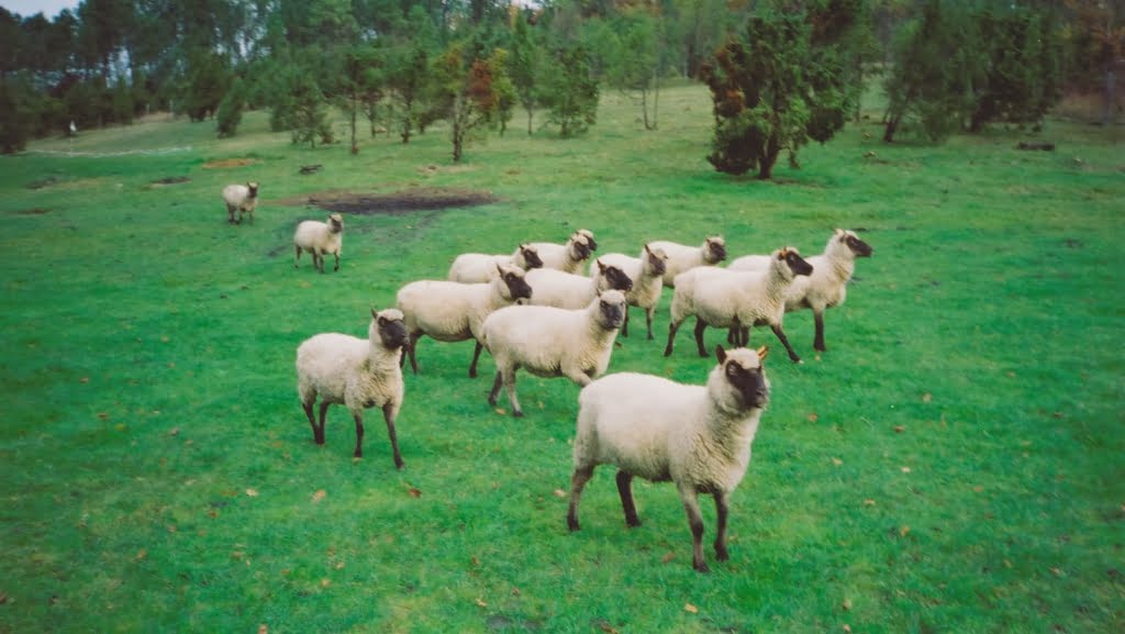 Sheep06a