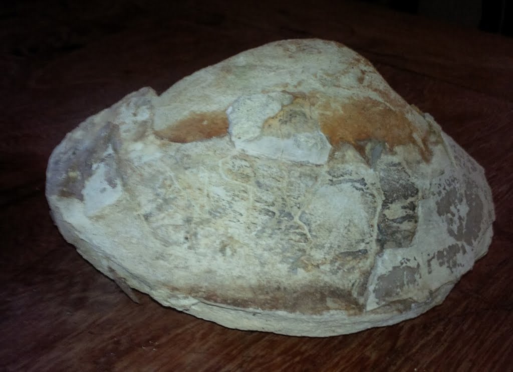 Shell01a