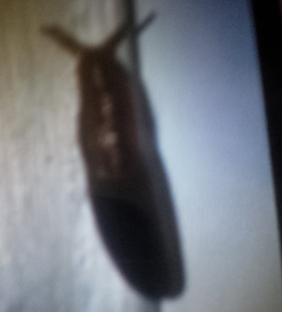 Slug01a