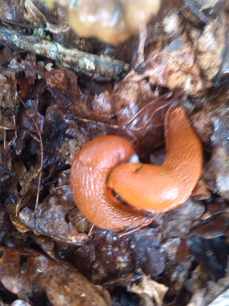 Slugs - orange01a