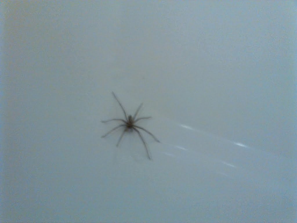 Spider01a
