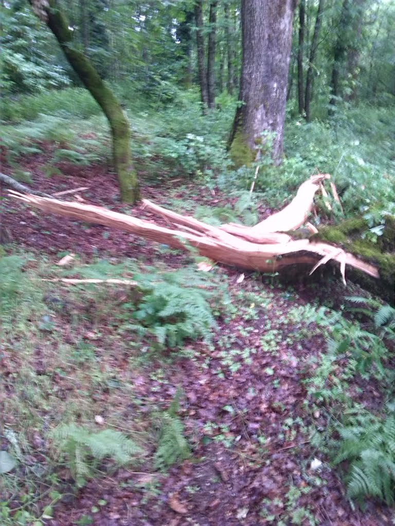 Storm damage - oak01a