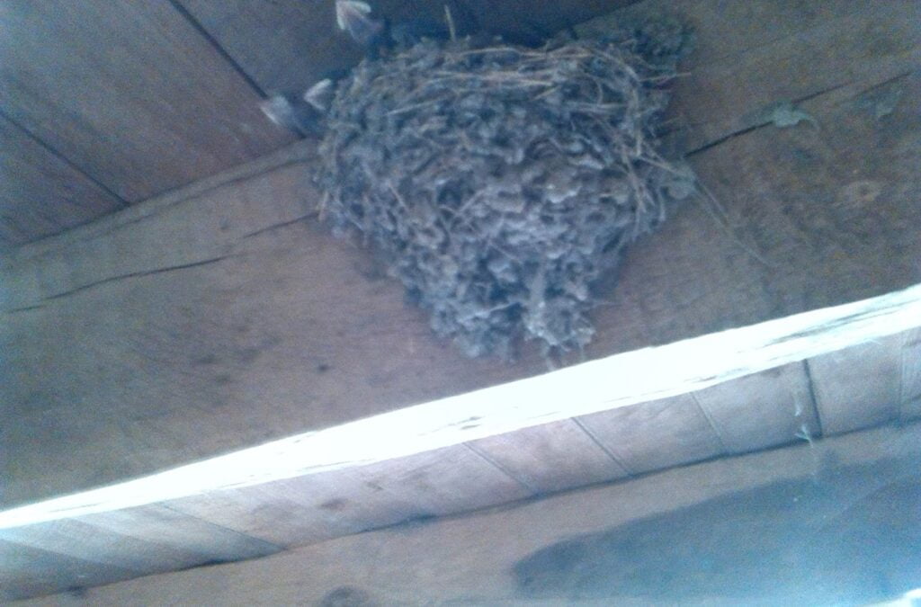 Birds come, birds go