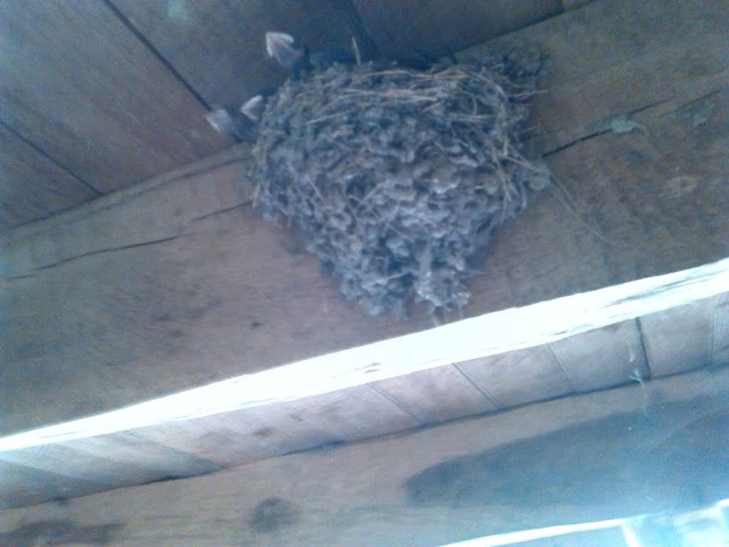 Swallows Nest01a