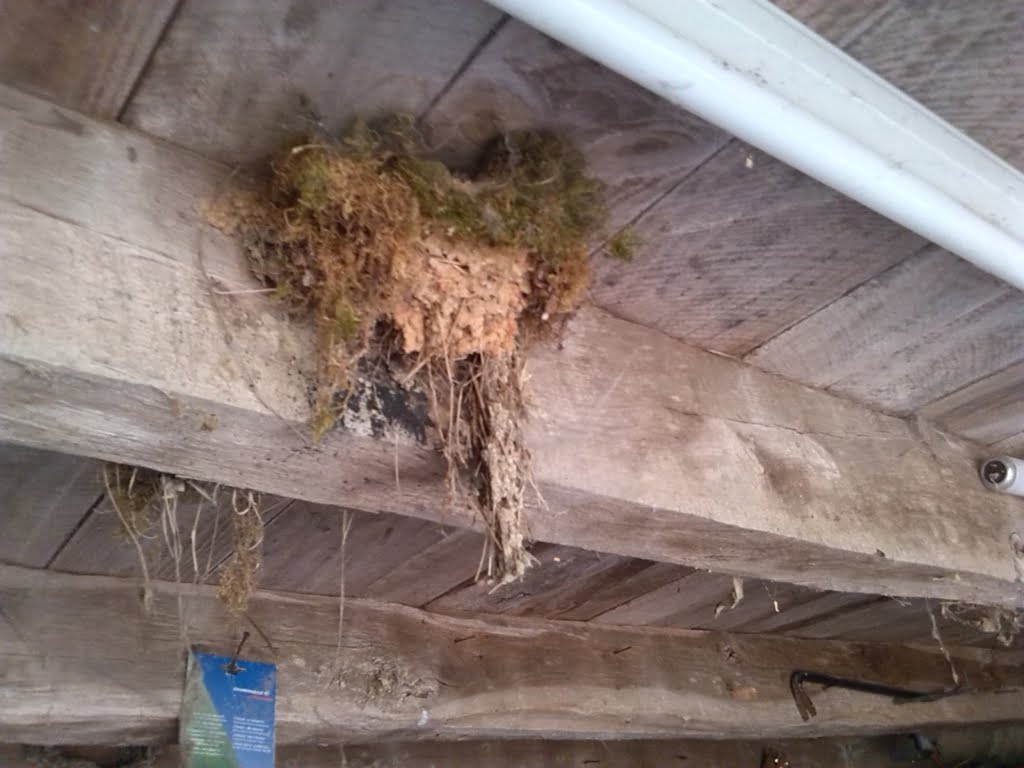 Swallows Nest02a