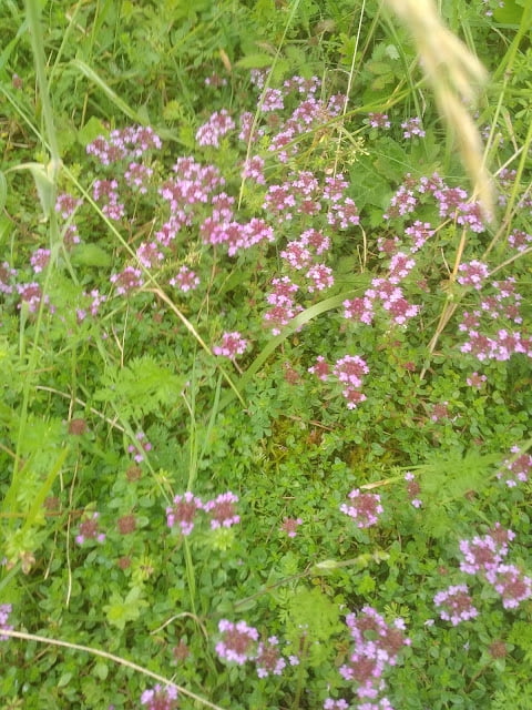 Thyme01a