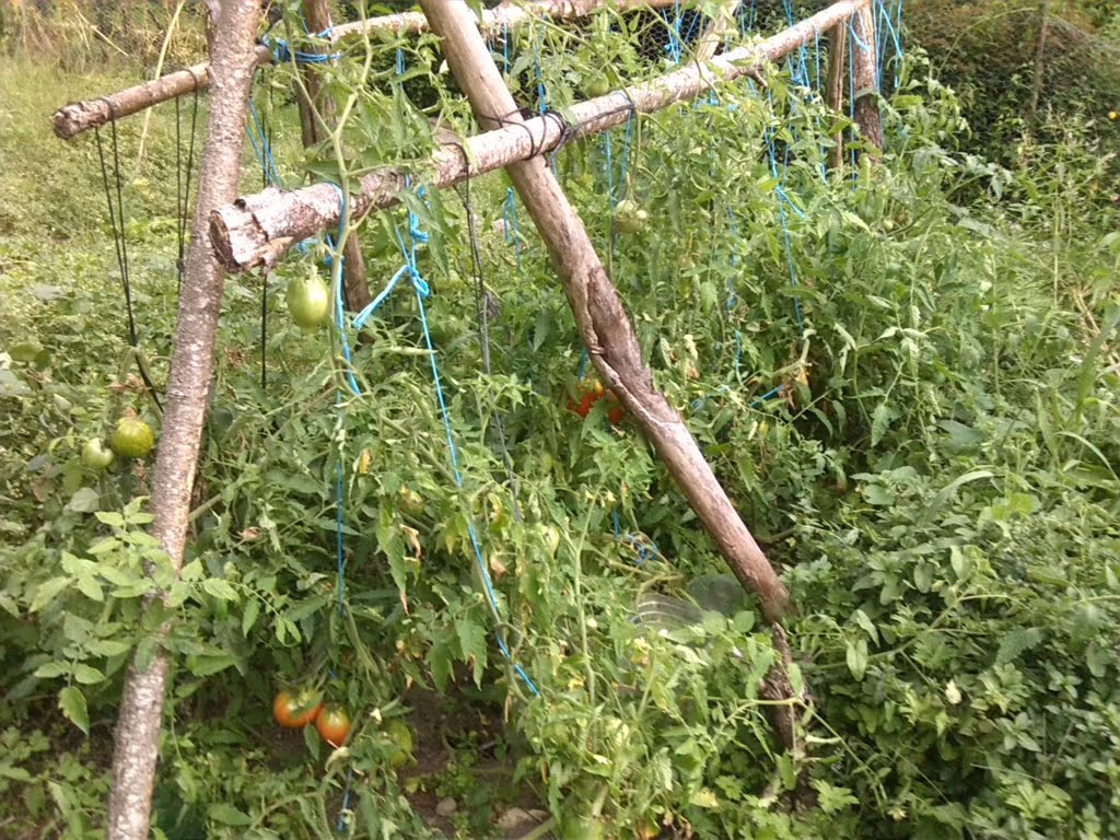 Tomato Jungle01a